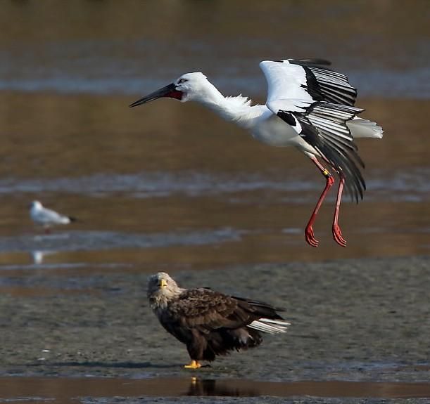 맹금류는 왜 황새 종류를 사냥하지 않고 공존관계처럼 함께 지내나요?의 0번 째 이미지