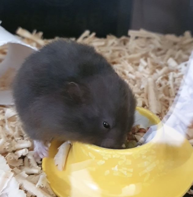 햄스터 먼지나 콘크리트 먹으면 어떻게 되나요의 0번 째 이미지