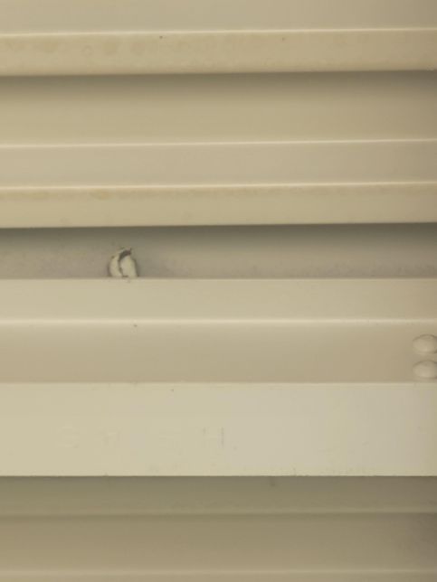 몇일전부터 보이는데 무슨새일까요 ??의 1번 째 이미지