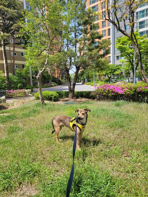 소형견 강아지가 산책을 힘들어할까요?의 0번 째 이미지