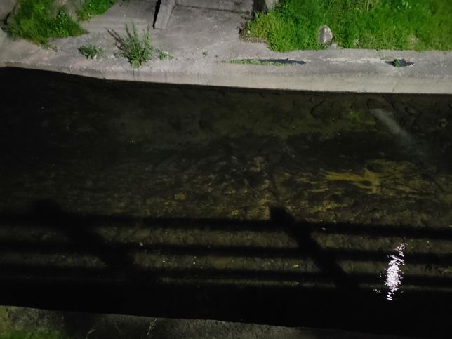 청둥오리나 고방오리 같은 야생 오리는 왜 밤에 얕은 습지대에서도 활동하나요?의 2번 째 이미지