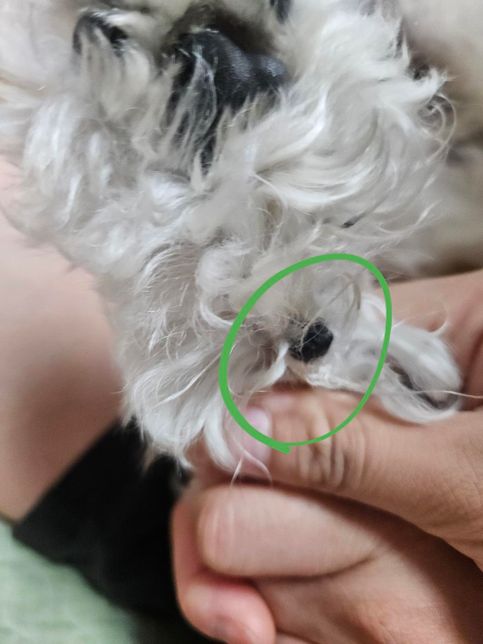 반려견 손에 없던게 생겼어요! 이게뭘까요?의 0번 째 이미지