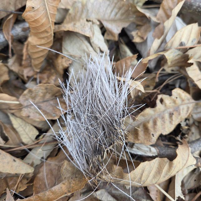 사진속에 있는것이 무엇인가요? 산에 있었어요의 0번 째 이미지
