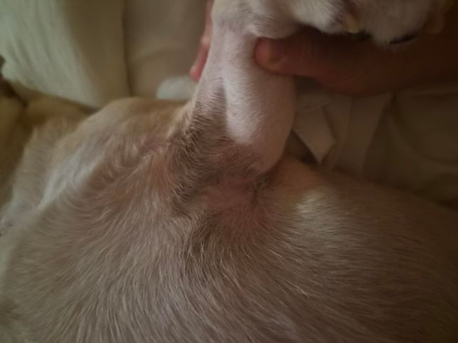 강아지가 검은 게 있어요. 검은 거 뭔가요?의 0번 째 이미지