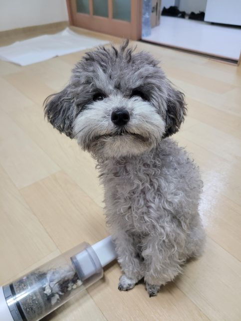 저희집 강아지인데요 푸들로알고있는데...의 0번 째 이미지