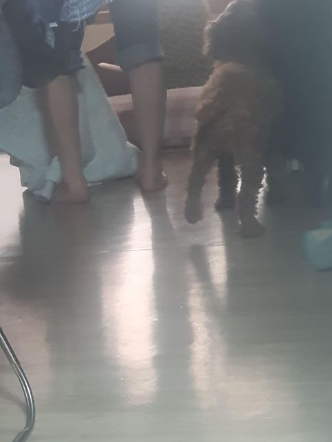 강아지가 다리를 절뚝거리면서 걷고 한쪽 다리를 들고 있어요의 0번 째 이미지