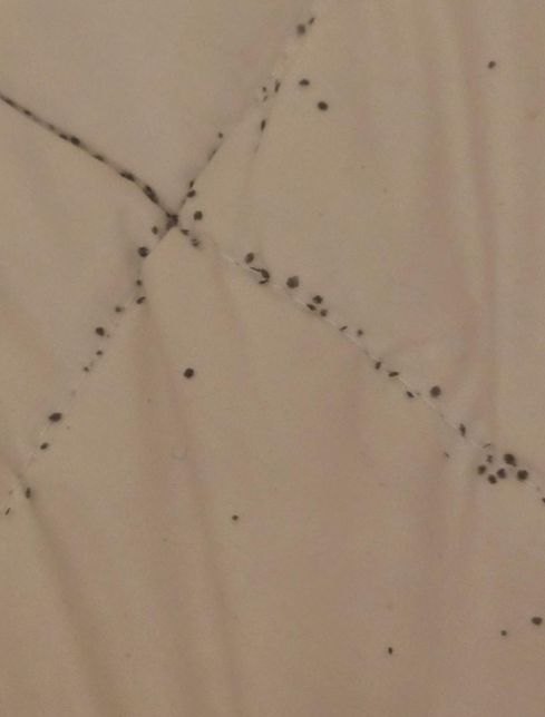 이거 빈대인가요?ㅠㅠ진드인가요?의 0번 째 이미지