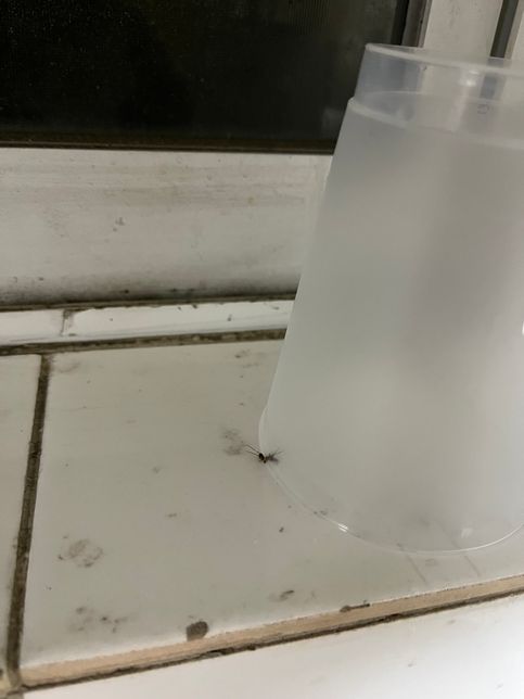 바퀴벌레 새끼인가요 벌레 판별 부탁드립니다의 2번 째 이미지