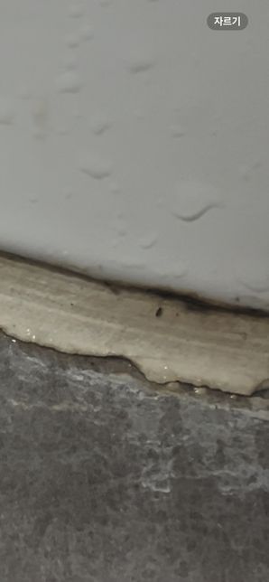 혹시 이 벌레가 무슨 벌레인지 알 수 있을까요?의 0번 째 이미지