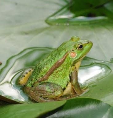 우리나라에서 가장 번식과 방류를 통해 보호활동을 펼치고 있는 양서류와 파충류는 금개구리와 남생이, 구렁이 밖에 없어요?의 0번 째 이미지