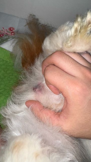 강아지 피지낭종이 심해졌어요 피지낭종이 맞을까요..?의 0번 째 이미지