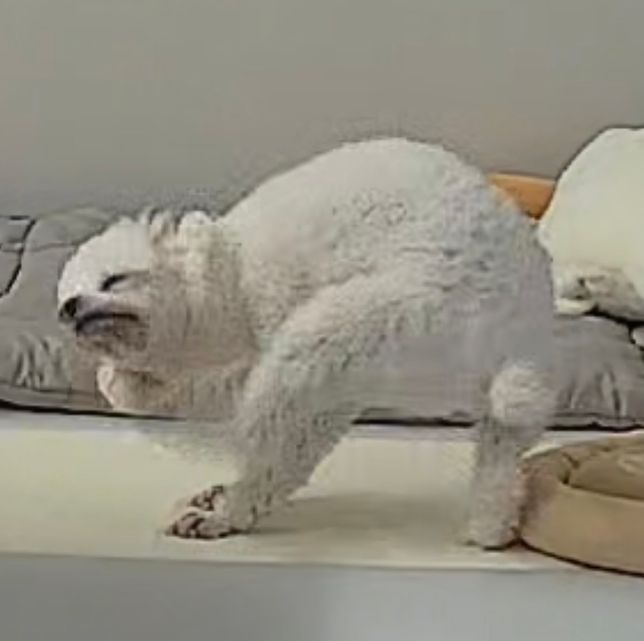 반려견 입꼬리 긁음, 이갈면서 발사탕의 0번 째 이미지