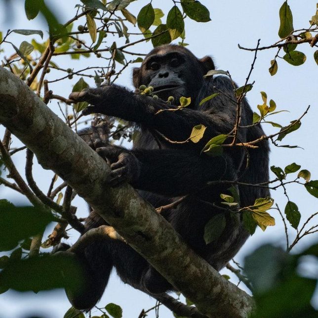 침팬지 이름을 뜻할 때 왜 학명에 '동굴로 들어가다'를 뜻하는 트로글로디테스(Troglodytes)가 붙어있나요?의 1번 째 이미지