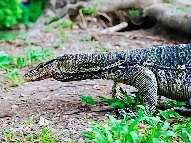 물왕도마뱀은 태국 도심 속 연못에서 최상위 포식자인가요?의 2번 째 이미지