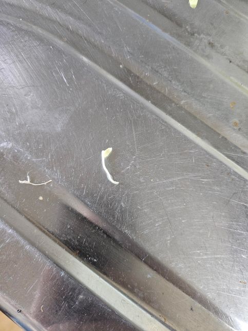 양배추 안에 동글동글한 부분이 있나요?의 0번 째 이미지