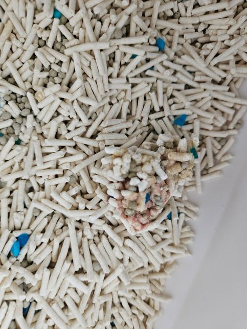 고양이가 자꾸 분홍빛 오줌을 싸는데 어떻게 해야하나요?의 0번 째 이미지