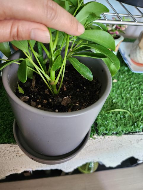 홍콩야자가 축 쳐져요 ㅠㅠ왜그런지 알까요 ?의 1번 째 이미지