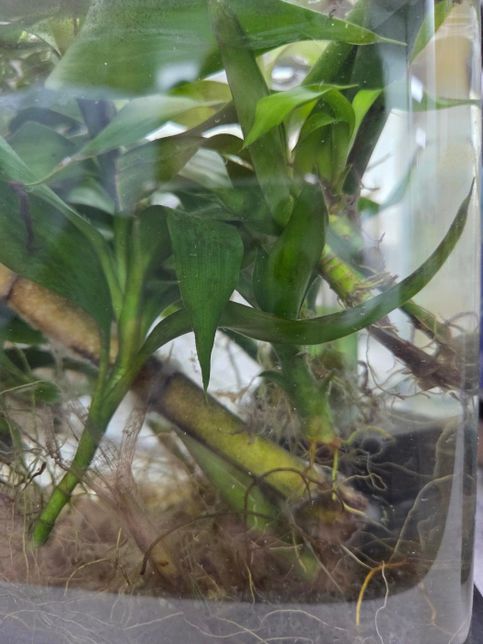 회사 어항을 오랫동안 물을 안 갈아주고 냅뒀는데 왜 이렇게 구피 3마리가 잘 살까요?의 1번 째 이미지