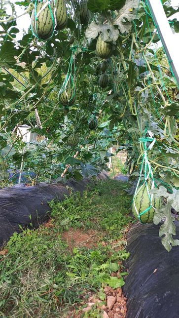 수박 따는 시기는 우엇으로 구분하면 가장 정확한가요?의 0번 째 이미지