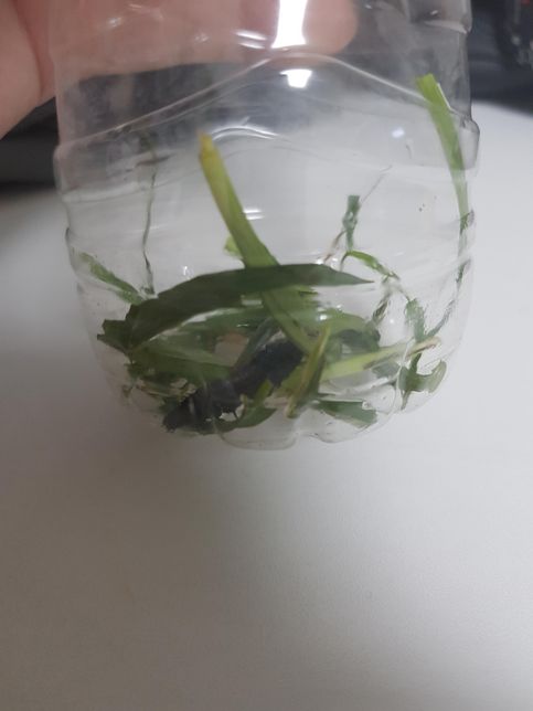 이건 무슨 곤충일까요? 궁금합니다!의 1번 째 이미지