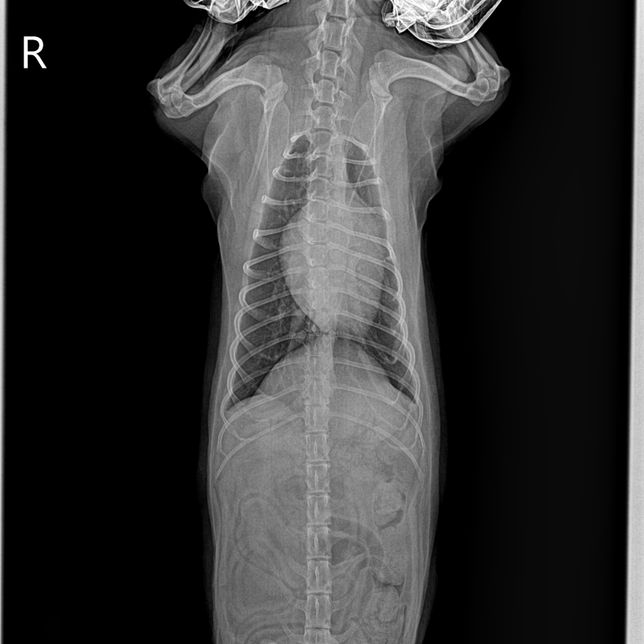 강아지 엑스레이 흉골 휘었다는데요 ..의 1번 째 이미지