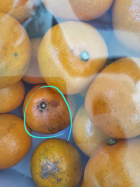 귤 배송받았는데 먹어도 되는건가요?의 0번 째 이미지