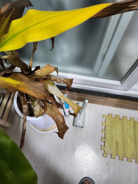 식물이 시들한데 어디가 아픈걸까요?의 3번 째 이미지