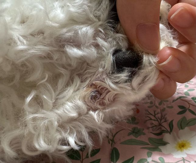 강아지(비숑) 피부에 딱지가 자꾸 생기네요의 2번 째 이미지