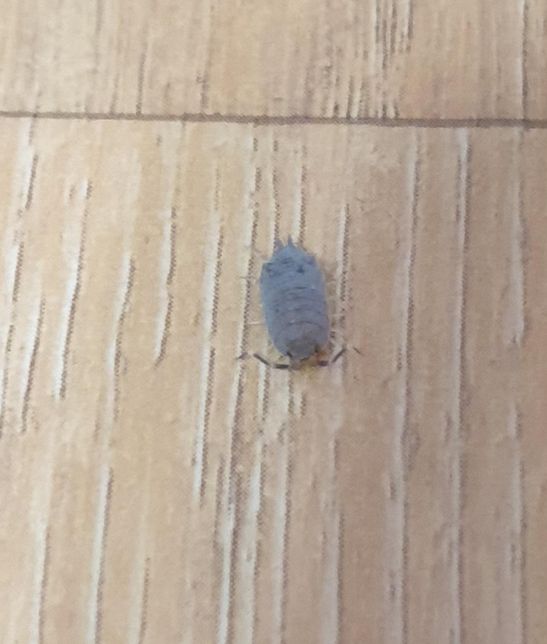 쥐며느리가 방에 나타났는데 안죽여도 괜찮을까요?의 0번 째 이미지