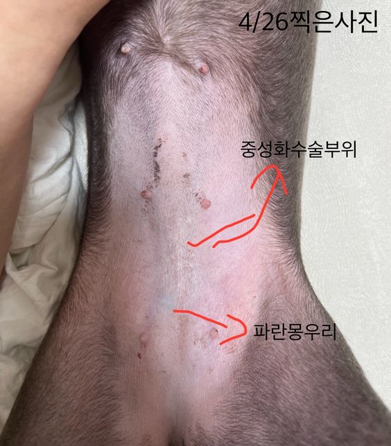 4살강아지 중성화 후 수술부위 근처 파란 몽우리가 생겼습니다. 물혹인지, 유선종양일까요?의 1번 째 이미지