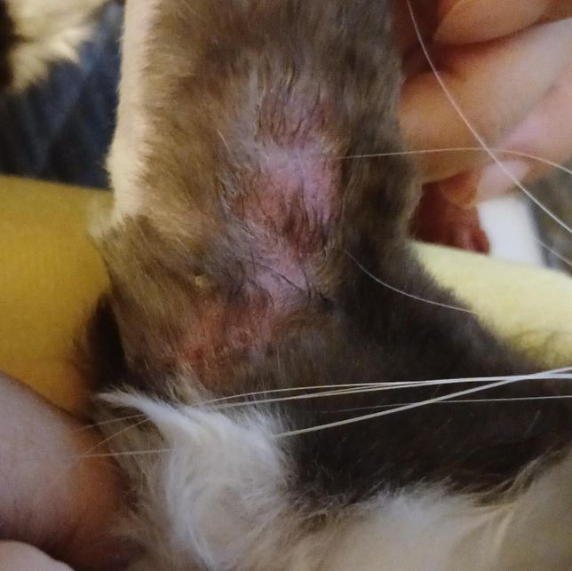 고양이 피부병 염증 질문드립니다 (사진O)의 0번 째 이미지