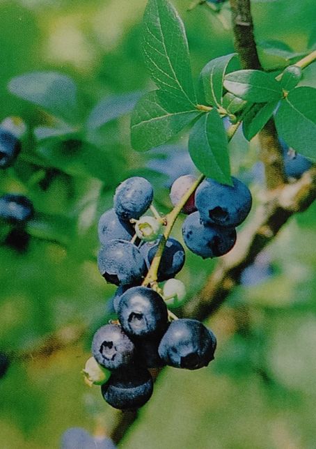 야생의 블루베리는 왜 깊은 숲속의 작은 키 덤불 속에서도 잘 자라나요?의 0번 째 이미지