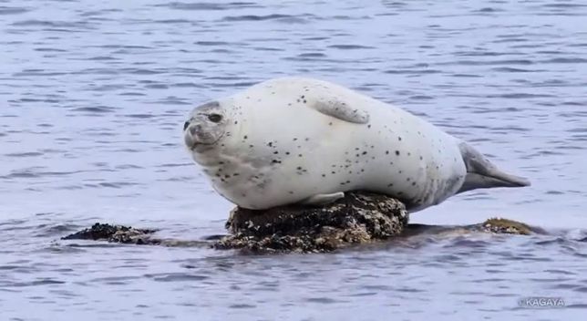 우리나라에는 왜 물개와 물범, 바다사자에 대한 연구자료가 여전히 부족해요?의 0번 째 이미지