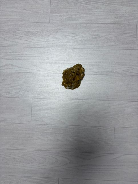 갑작스러운 급격한 양의 말티즈 노견 강아지 토의 0번 째 이미지