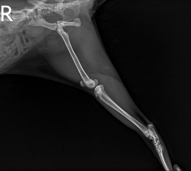 6개월 고양이 고관절골절 수술예후가 어떨까요 ?의 2번 째 이미지