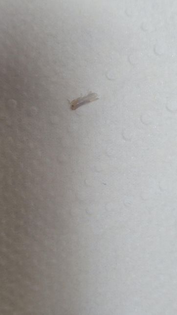 무슨 벌레인가요?????????의 0번 째 이미지