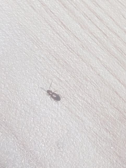 곤충잘알분들 이거 바퀴 유충인가요 먼지벌레인가요의 1번 째 이미지