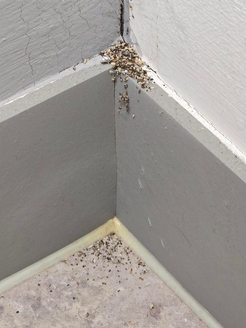 바퀴벌레? 개미? 어떤 벌레 흔적일까요?의 0번 째 이미지