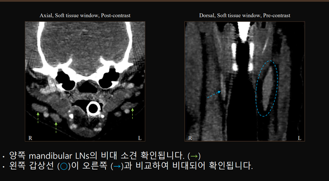 강아지 T4 정상 TSH 높고 갑상선 한쪽이 커져있는 경우의 0번 째 이미지