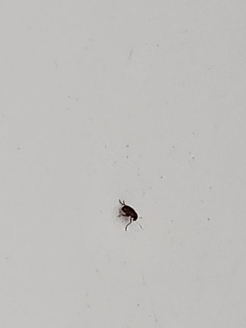 집에서 이 벌레가 계속 나오네요 이름 좀 알려주세요 ㅠ의 1번 째 이미지