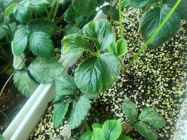 딸기 모종 키우는데 이 벌레가 뭐죠?...의 0번 째 이미지