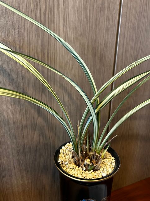 동양난 맞나요? 잘 키워보고 싶은데 상태 좀 봐주세요의 0번 째 이미지