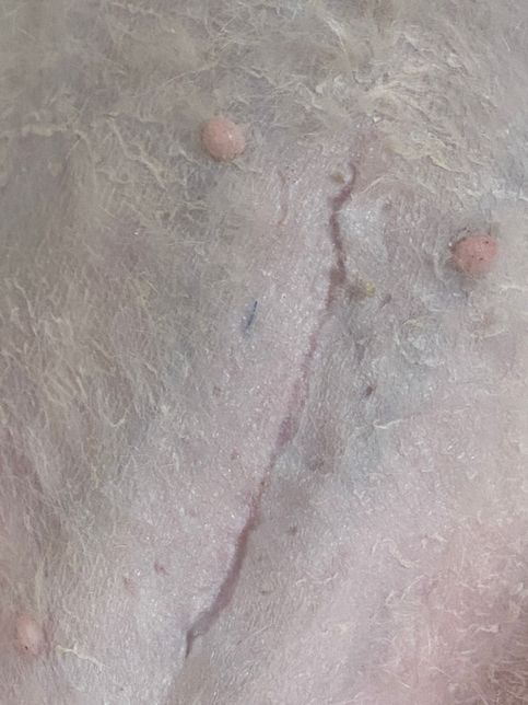 강아지 결석 수술 후 실밥 제거 뒤에 보니깐의 0번 째 이미지