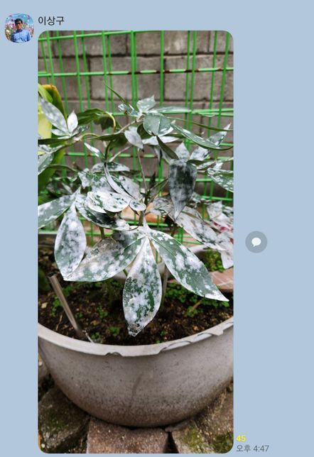 작약이 병을하는 것 같은데요. 치료 처방전이 있을까요?의 0번 째 이미지