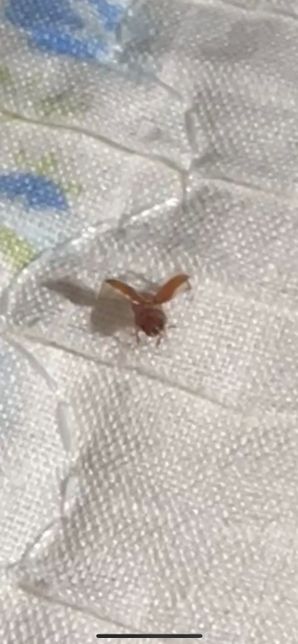 혹시 이 벌레는 뭐고 어떻게 없앨 수 있나요?의 1번 째 이미지