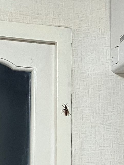 무슨 벌레인지 알려주세요(사진 첨부)의 0번 째 이미지