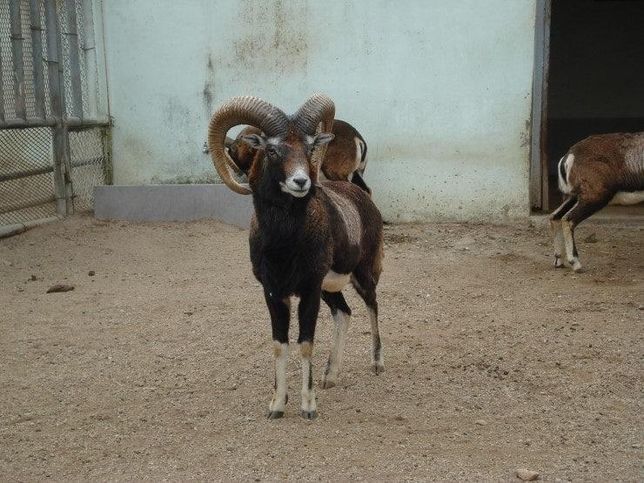유럽에 사는 산양들이라면 샤모아와 무플론 중 누가 더 작아요?의 1번 째 이미지