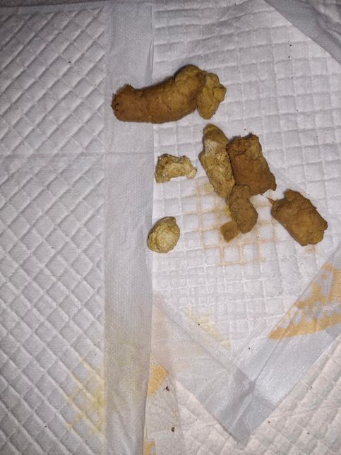 사료교체후 한두달즘 괜찮다가 변색깔변화의 3번 째 이미지