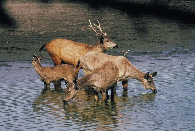 아시아에 사는 사슴의 일종인 삼바를 왜 물사슴이라고도 부르나요?의 0번 째 이미지