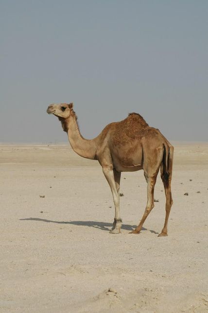 지구상에서 기린과 코끼리 다음으로 키가 높은 동물들 중 단봉낙타와 쌍봉낙타, 말코손바닥사슴 중 누구의 키가 더 높아요?의 2번 째 이미지